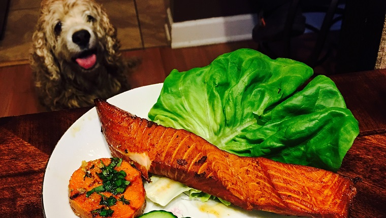 Can Dogs Eat Fish? Is Fish Good For Dogs? Find Out Now!