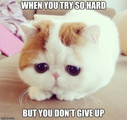 Crying cat Meme