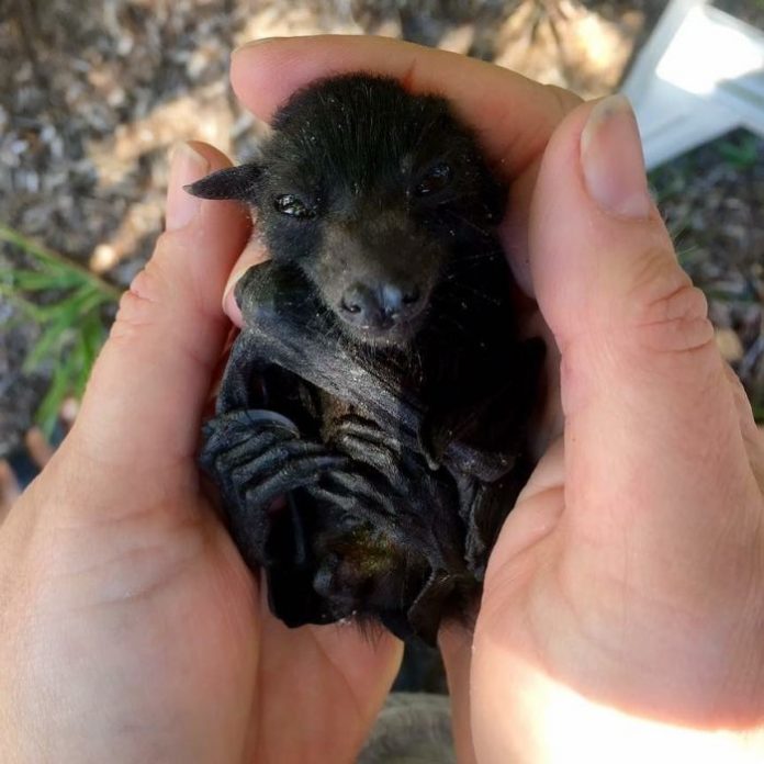 A Bat Rescue Organization Posted These 30 Pics Of Bats Being Cute To