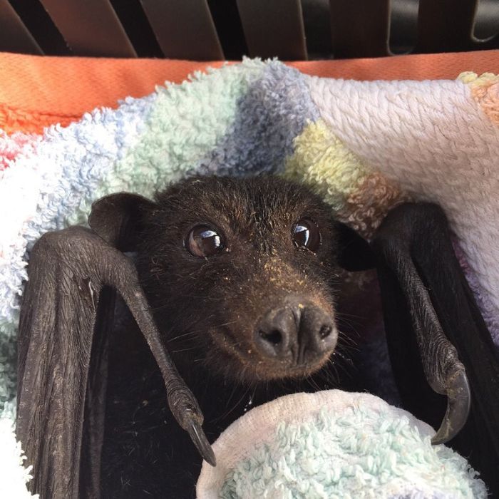 A Bat Rescue Organization Posted These 30 Pics Of Bats Being Cute To