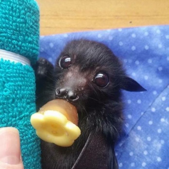 A Bat Rescue Organization Posted These 30 Pics Of Bats Being Cute To