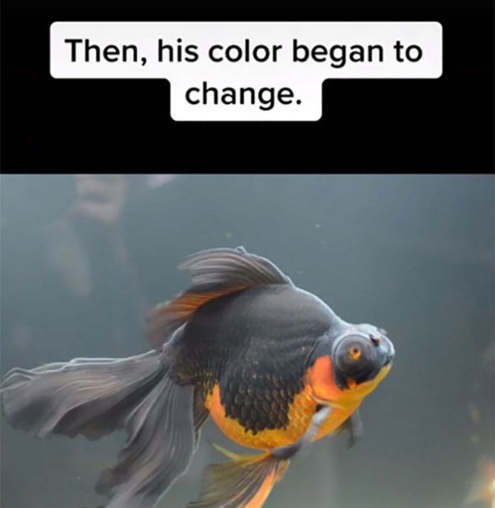 Dying, Neglected 10-Year-Old Goldfish Gets Returned To A Petstore, So ...