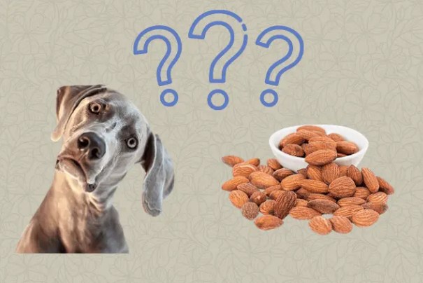 Can dogs eat almonds