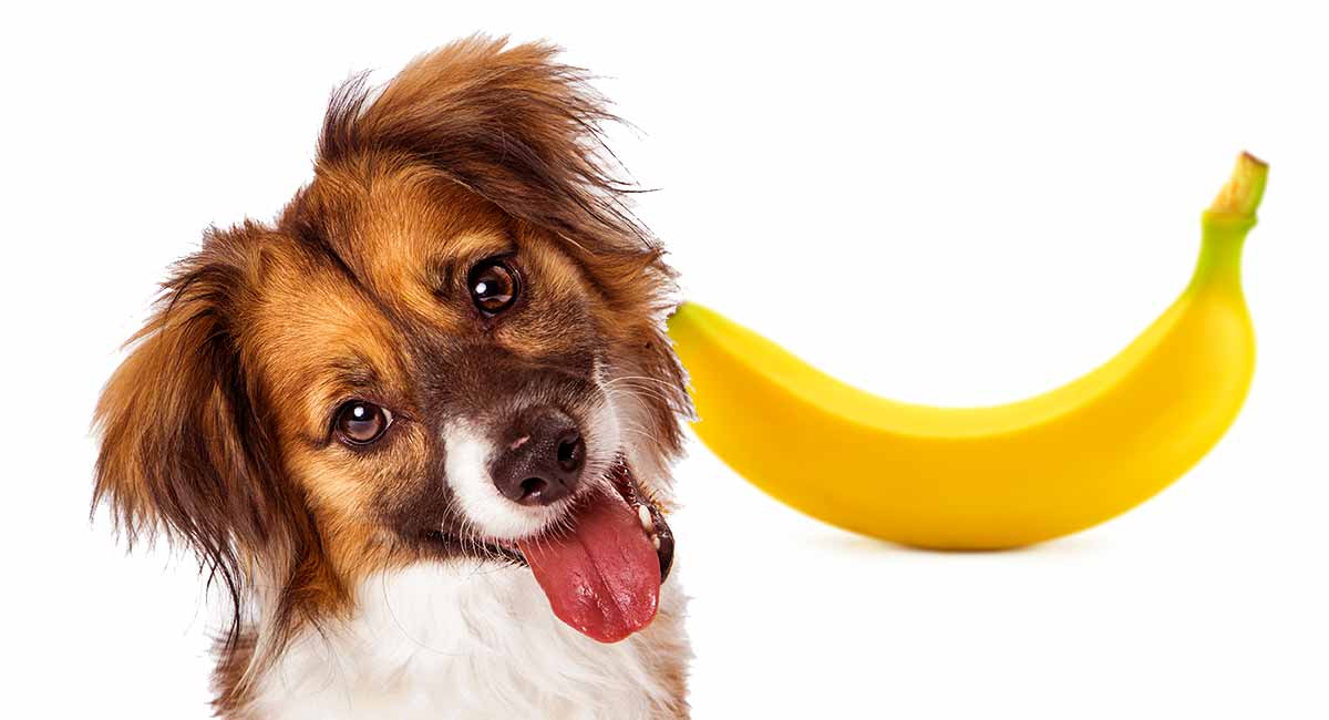 Можно собакам бананы. Banana Dog. Собака с бананом. Можно банан собаке. 18-Fruits Dogs can eat - Fruits you should never Feed your Dog.