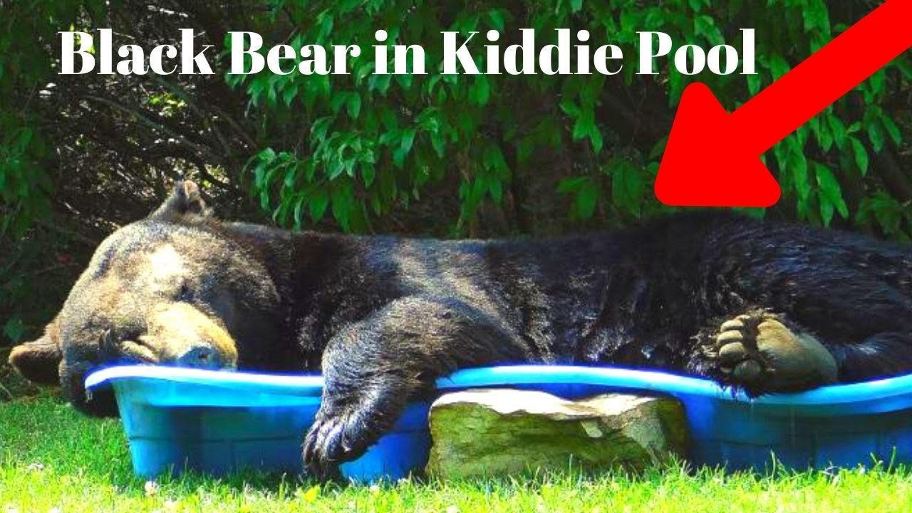bear in kiddie pool