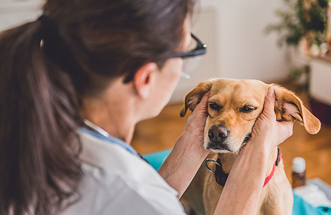 Itchy ears in dogs