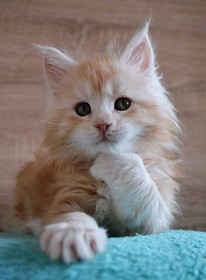 Maine Coon Kittens 20+ Photos Of Who Look Like Majestic Gentle Giants