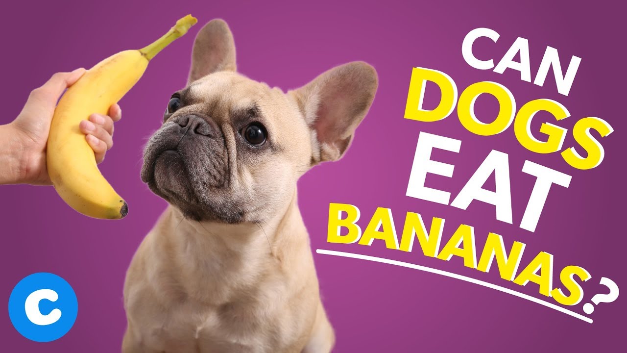 can dogs eat bananas