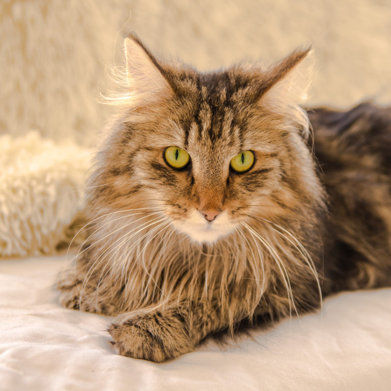 Norwegian forest cat