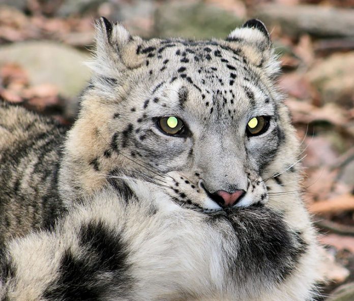 Adorable 12 Pics Of Snow Leopards Who Love Biting Their Fluffy Tails