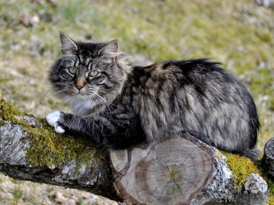 Norwegian forest cat Cute Pictures And Breed Information